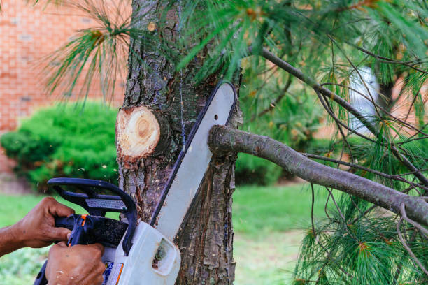Best Tree Cabling and Bracing  in Kirkl, IN